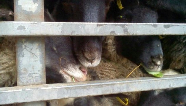 Как изменили правила перевозки животных после скандала с овцами в порту