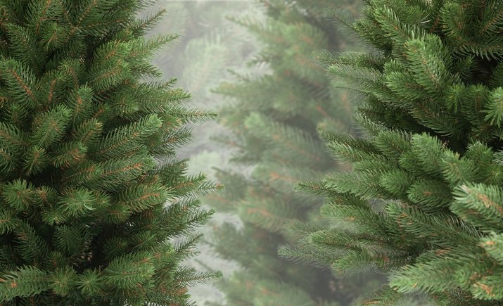 Где в Киеве можно купить новогоднюю елку