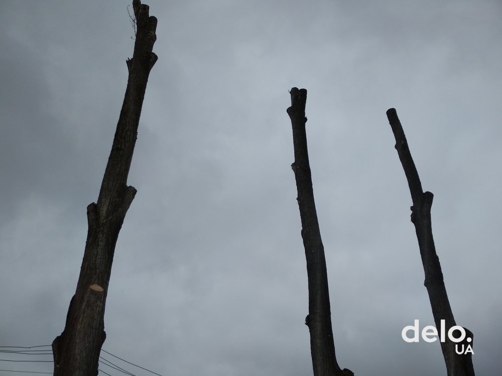 В Киеве на два года запретили обрезку деревьев